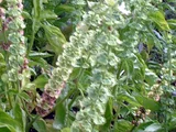 Sweet basil