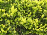 Dwarf Japanese yew