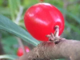 オニシバリ