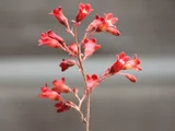 Heuchera sanguinea