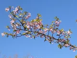 河津樱花