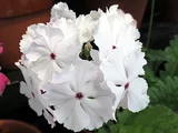 日本桜草 ’目白台’