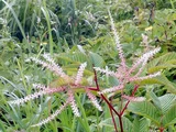 ヤマブキショウマ