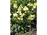 Wall flower