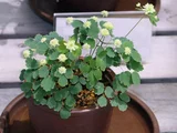 小银莲