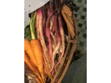 Radish