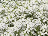 香雪球@Sweet Alyssum Super Alyssum 'Snow princess"