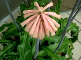 仙火花