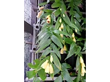 Tricyrtis macranthopsis