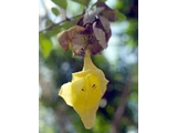 菲律賓石梓
