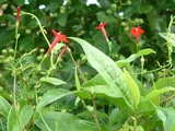 Cypress Vine