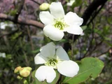 pearlbush, common pearlbush