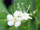 White-colored Spiraea japonica
