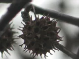 Liquidambar styraciflua