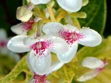 Pseuderanthemum carruthersii