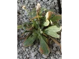 タカネヤハズハハコ