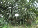 Yucca recurvifolia