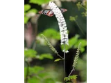 Cimicifuga simplex