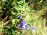 Scutellaria strigillosa