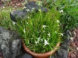 starrush whitetop