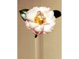 山茶 ’玛乔丽华丽'