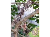 ハナズオウ