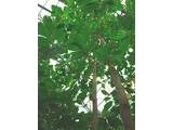 Antiaris toxicaria