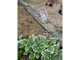 ギボウシ