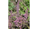 Limonium swallowed