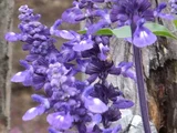 ブルーサルビア