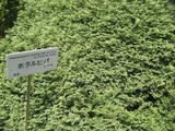 日光花柏