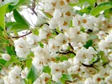 Styrax japonic