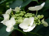 額紫陽花 ユングフラウ ホワイト