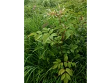 ヤマブキショウマ