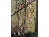 Weeping plum