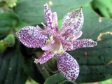 Tricyrtis macropoda