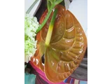 Anthurium