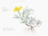 デゲニア・ヴェルビティ