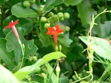 Cypress Vine