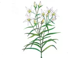 Swertia japonica