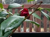 Camellia Murasaki-no-iori