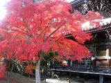 Palmate maple