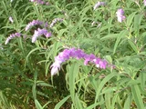 Salvia leucantha