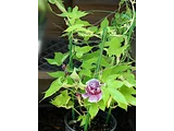 変化牵牛花 '亲牡丹'