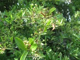 Pyracantha