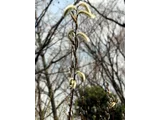 Pussy willow