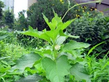 Physalis alkekengi