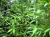 唐竹