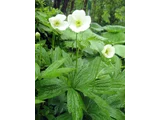 Anemone dichotom