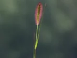 ムラサキエノコログサ